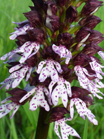 Orchis purpurea